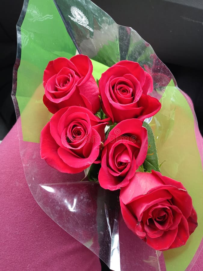 Belas Rosas Em Inglês. Rosas Rosadas Rosas Rosas Lindas, Em Forma De Peão.  Dia Dos Namorados Foto de Stock - Imagem de flor, planta: 244620780