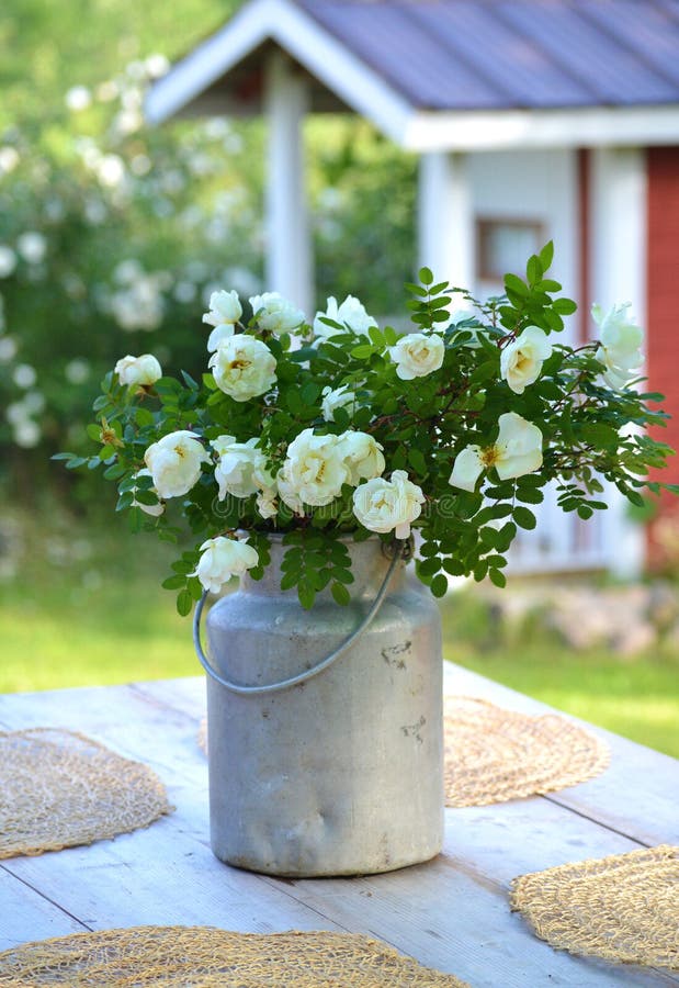 Rosas del pleno verano en una mantequera de leche vieja imagen de archivo Rosas del pleno verano en una mantequera de leche vieja imagen de archivo