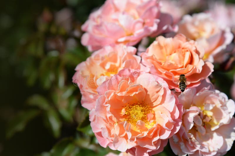 Rosas delicadas florecientes del verano en el fondo festivo floreciente de las flores, tarjeta floral del ramo poner crema rosado imagen de archivo libre de regalías Rosas delicadas florecientes del verano en el fondo festivo floreciente de las flores, tarjeta floral del ramo poner crema rosado imagen de archivo libre de regalías