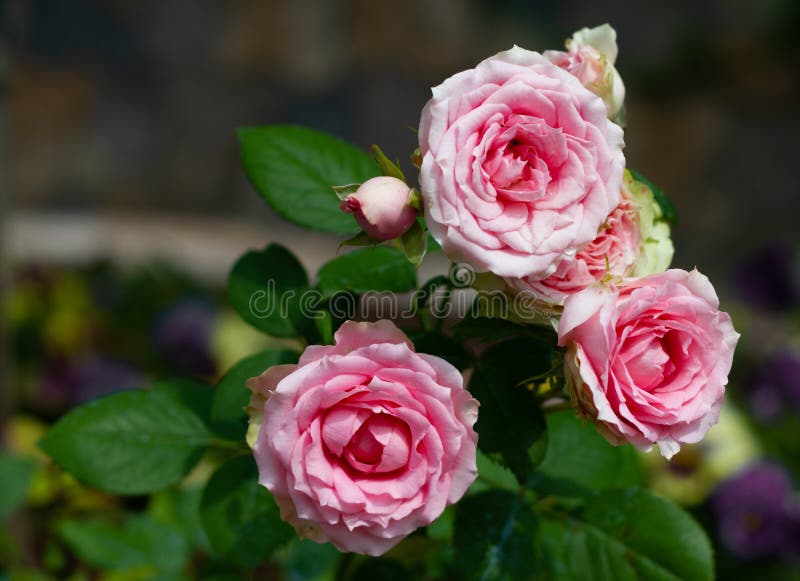 Rosas-rosas Delicadas. Fundo Natural De Flores. Floração De Rosas. Flores  Rosa Sobre Fundo Verde Imagem de Stock - Imagem de pétalas, rosebud:  191873097