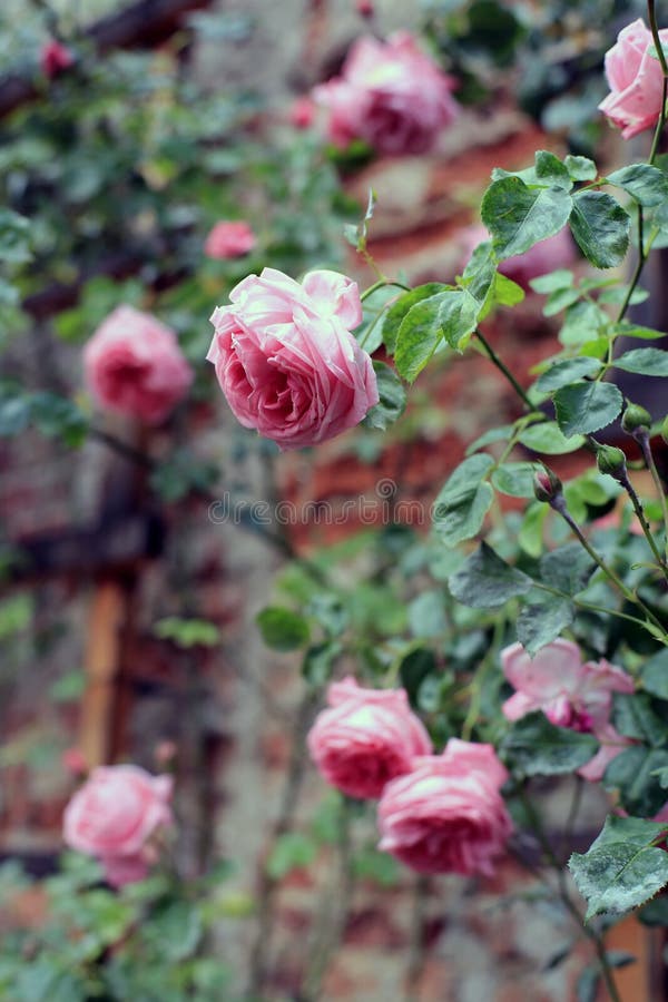 Vintage roses against a brick wall as a design element of the garden. Vintage roses against a brick wall as a design element of the garden