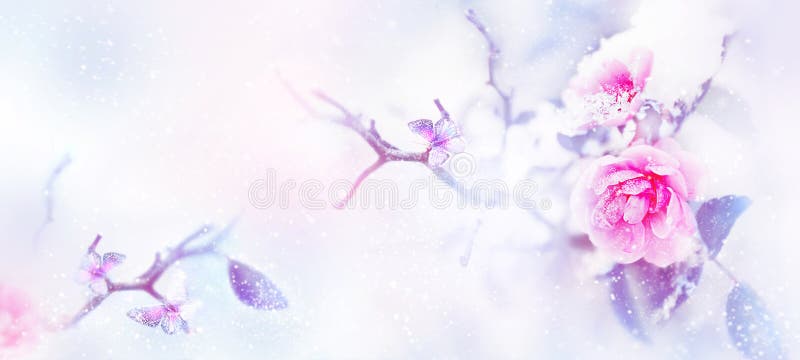 Rosas e borboleta na neve e geada cor-de-rosa bonitas em um fundo azul e cor-de-rosa nevar Imagem natural do inverno art?stico ilustração royalty free Rosas e borboleta na neve e geada cor-de-rosa bonitas em um fundo azul e cor-de-rosa nevar Imagem natural do inverno art?stico ilustração royalty free