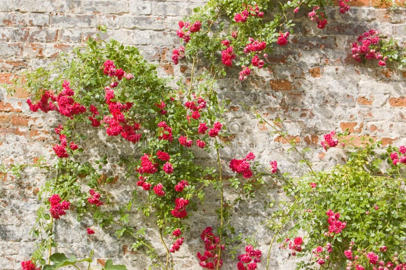 Old brick wall, hundreds of years old, with climbing roses blossoming. English summer scene. Old brick wall, hundreds of years old, with climbing roses blossoming. English summer scene.