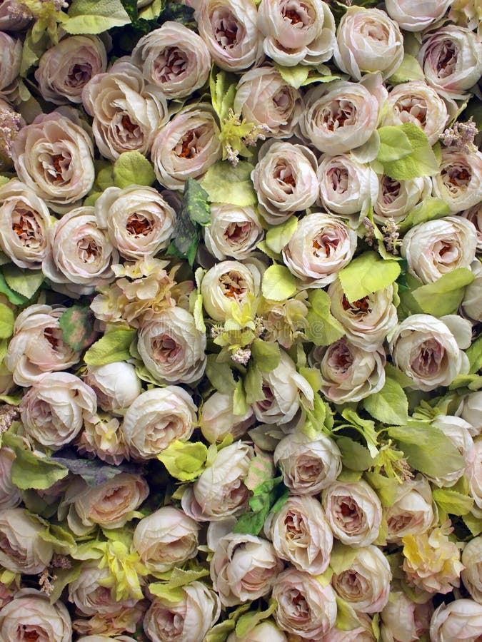 A wall of roses as interior decoration. A wall of roses as interior decoration