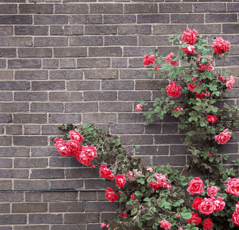 Climbing red roses on a brick wall of a house. Climbing red roses on a brick wall of a house