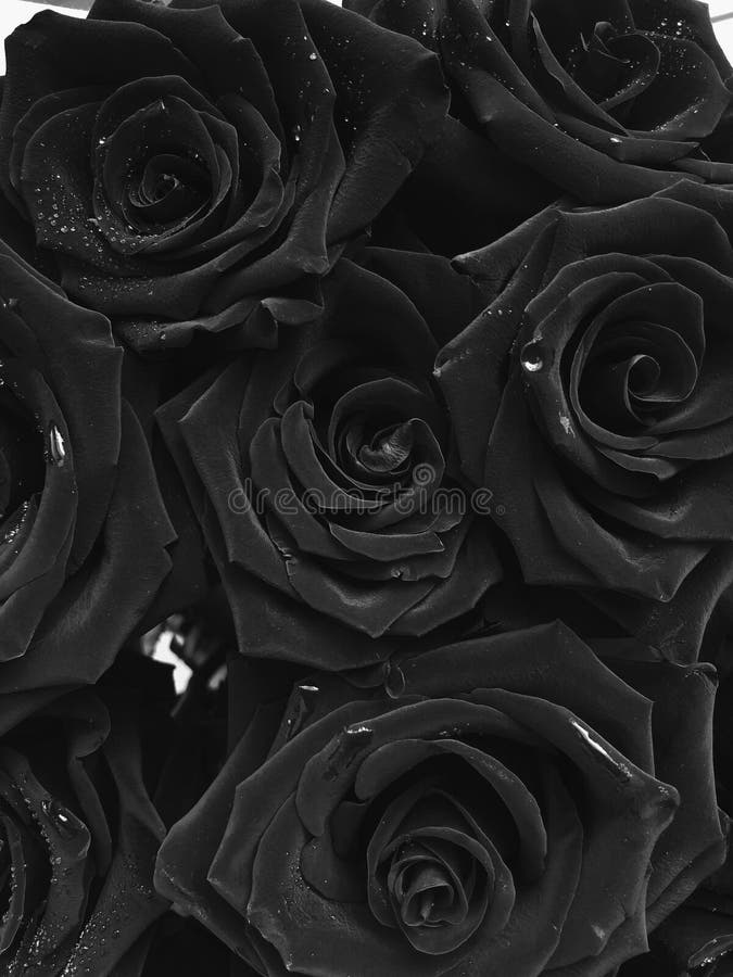106 Rosas Negras Hermosas Fotos de stock - Fotos libres de regalías de Dreamstime 106 Rosas Negras Hermosas Fotos de stock - Fotos libres de regalías de Dreamstime