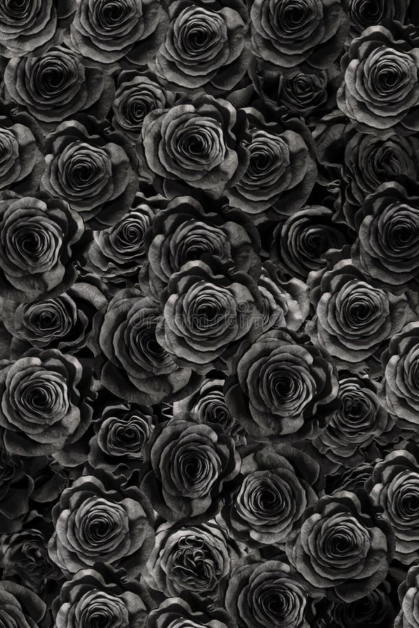 Rosas Negras Oscuras. Un Lote De Rosas De Closeup Foto de archivo - Imagen  de fondo, flor: 181711720