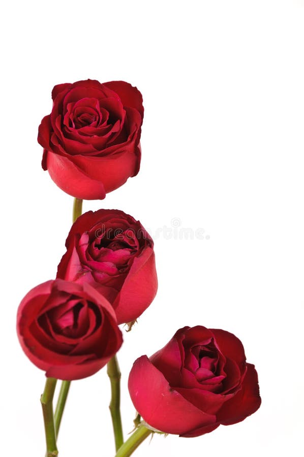 4 red roses on white background. 4 red roses on white background