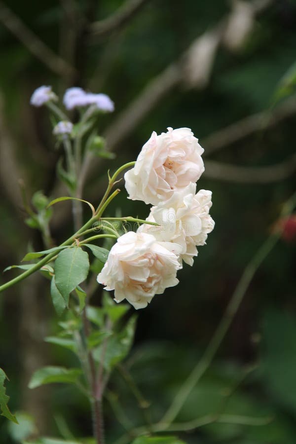 Roses in the garden, still fresh, outdoors, very romantic, version 4. Roses in the garden, still fresh, outdoors, very romantic, version 4