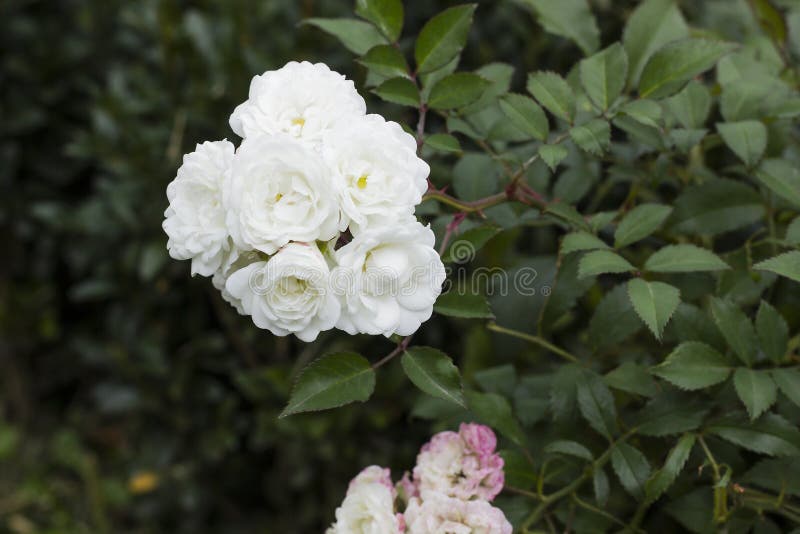 A flor do peão que cresce em um jardim do verão.