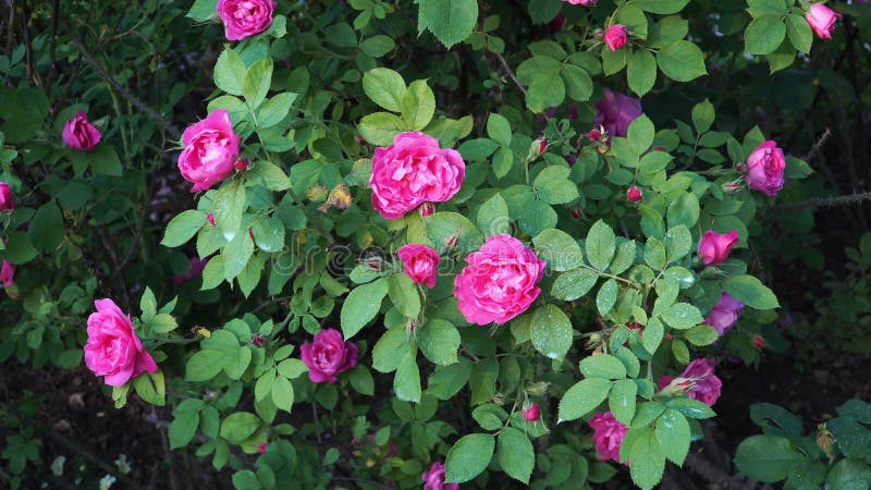 Rosas purplepink florecientes en un arbusto en una escena vista zoomina almacen de metraje de vídeo
