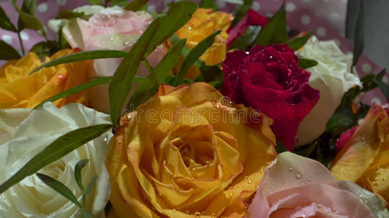 Rosas rojas, blancas, amarillas con descensos del agua en el sol de la ma?ana Ramo fabuloso de flores Primer