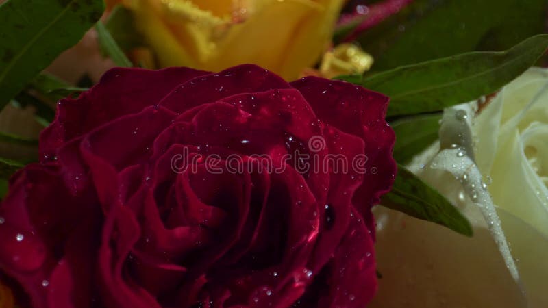 Rosas rojas, blancas, amarillas con descensos del agua en el sol de la mañana Ramo fabuloso de flores Primer