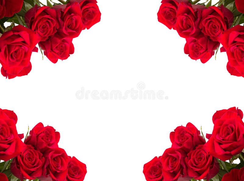 Red roses as frame on white background. Valentine`s card. Top view. Copy space. Red roses as frame on white background. Valentine`s card. Top view. Copy space.