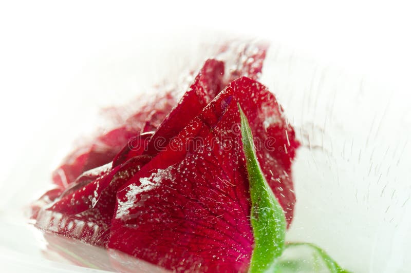 Rosas rojas congeladas en aislante del hielo en el fondo blanco, Flor congelada fotos de archivo libres de regalías Rosas rojas congeladas en aislante del hielo en el fondo blanco, Flor congelada fotos de archivo libres de regalías