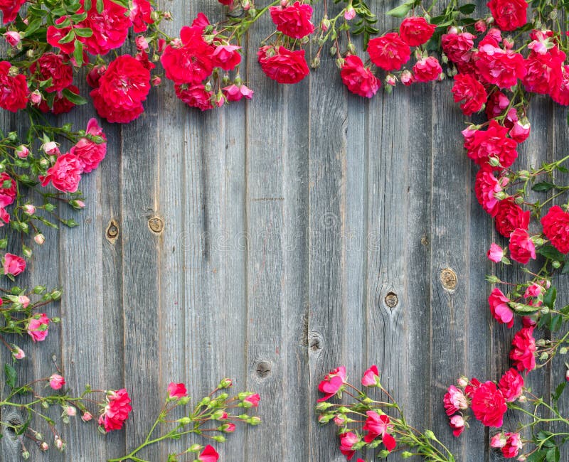 Rosas rojas del jardín hermoso en textur diseñado retro de madera resistido foto de archivo Rosas rojas del jardín hermoso en textur diseñado retro de madera resistido foto de archivo