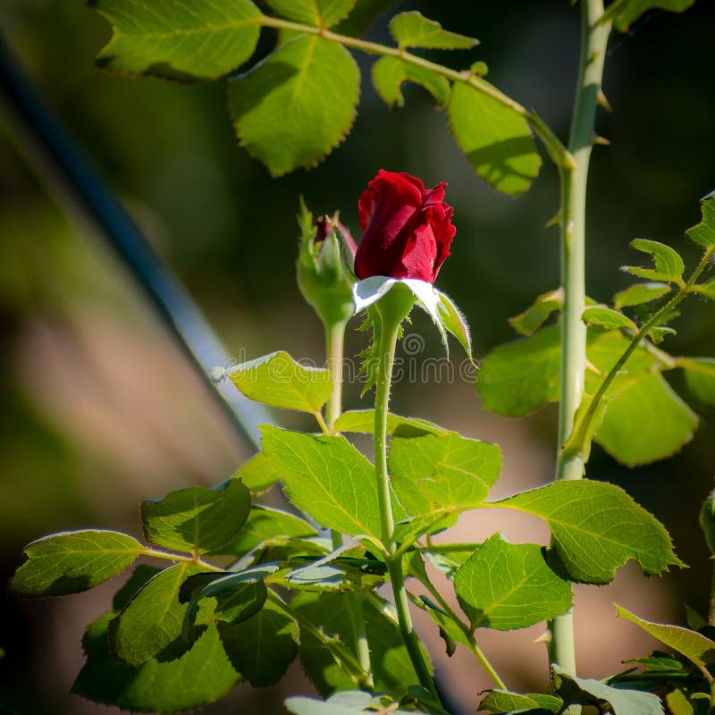 vestido diente Galleta Las Rosas Rojas Son Las Favoritas Foto de archivo - Imagen de rojo, pétalo: 231951424 vestido diente Galleta Las Rosas Rojas Son Las Favoritas Foto de archivo - Imagen de rojo, pétalo: 231951424