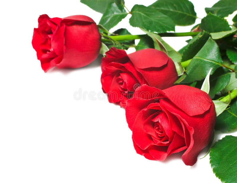 Rosas Rojas Hermosas En Un Fondo Blanco Foto de archivo - Imagen de rojo,  colorido: 10395382
