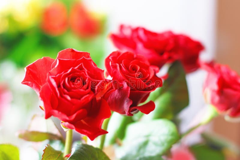 Rosas Rojas Hermosas, Flores Rojas En Borrosas Foto de archivo - Imagen de flora, auténtico: 116554562 Rosas Rojas Hermosas, Flores Rojas En Borrosas Foto de archivo - Imagen de flora, auténtico: 116554562