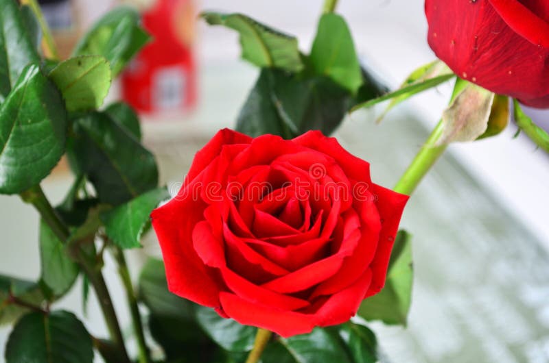 Rosas Rojas Hermosas Para Mi Amor Imagen de archivo - Imagen de flor,  valentina: 105151059