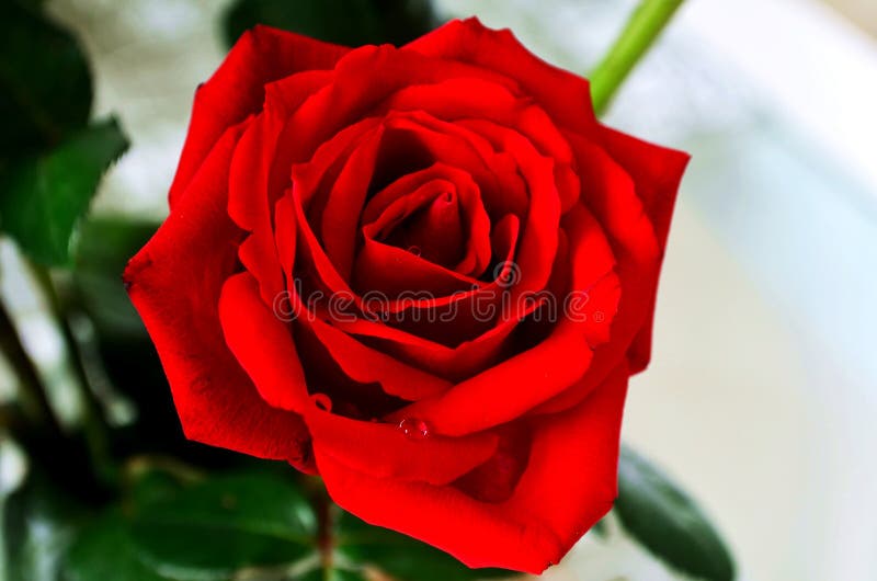 Rosas Rojas Hermosas Para Mi Amor Fotos de stock - Fotos libres de regalías  de Dreamstime