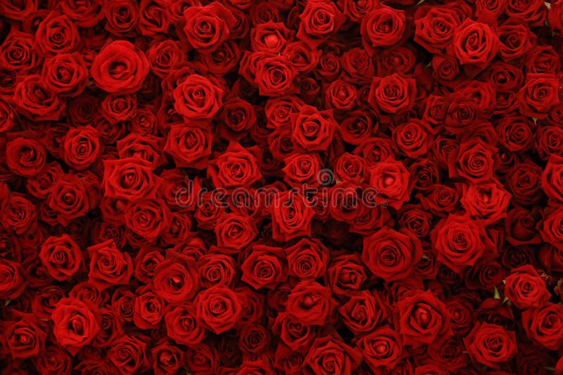 Fondo Pétalos De Rosas Rojas Reales Naturales Fondo, Flor, Pétalo