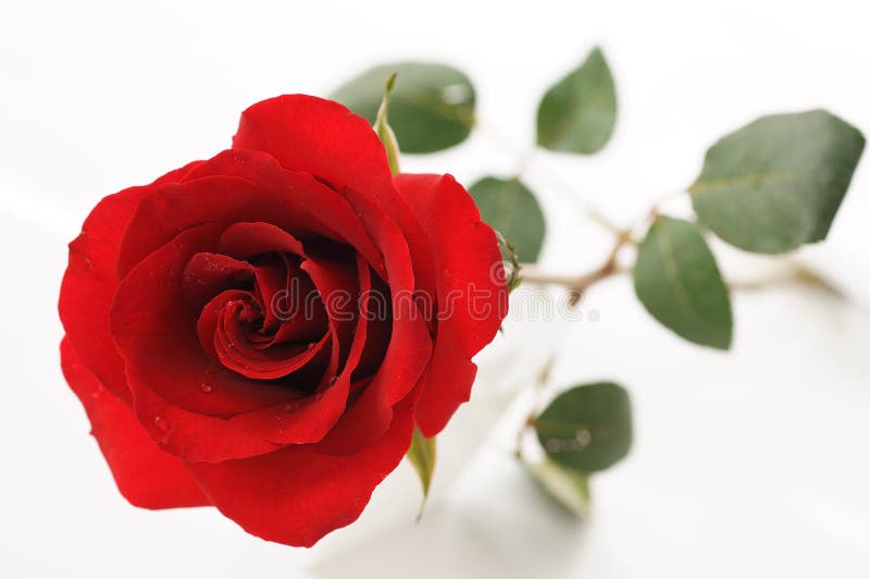 Rosas rojas para la tarjeta del día de San Valentín