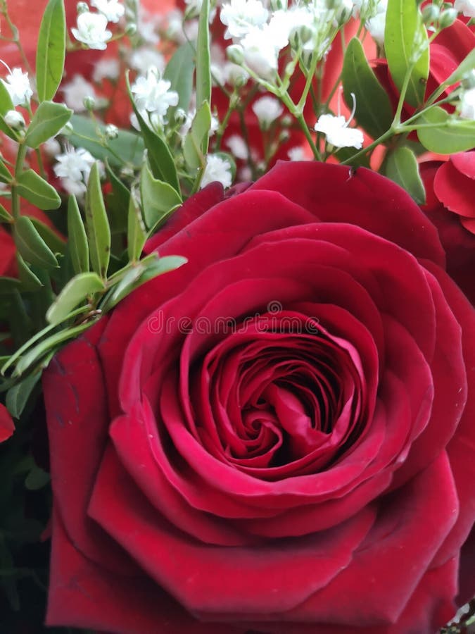 267 Rosas Para Mi Amor Fotos de stock - Fotos libres de regalías de  Dreamstime