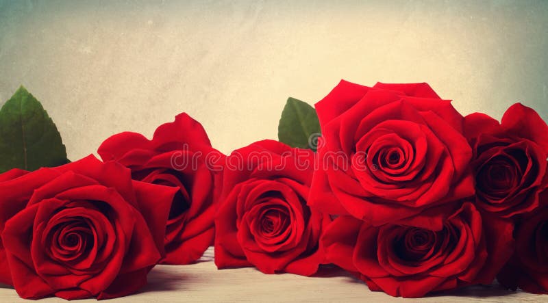 Rosas rojas vivas foto de archivo. Imagen de amor, pila - 48556168 Rosas rojas vivas foto de archivo. Imagen de amor, pila - 48556168