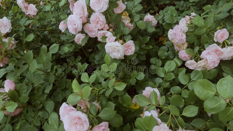 Rosas rosa florescem no jardim.