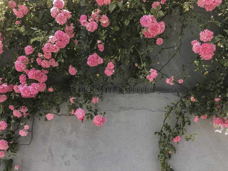 Pink roses on a gray wall with copy space. Pink roses on a gray wall with copy space