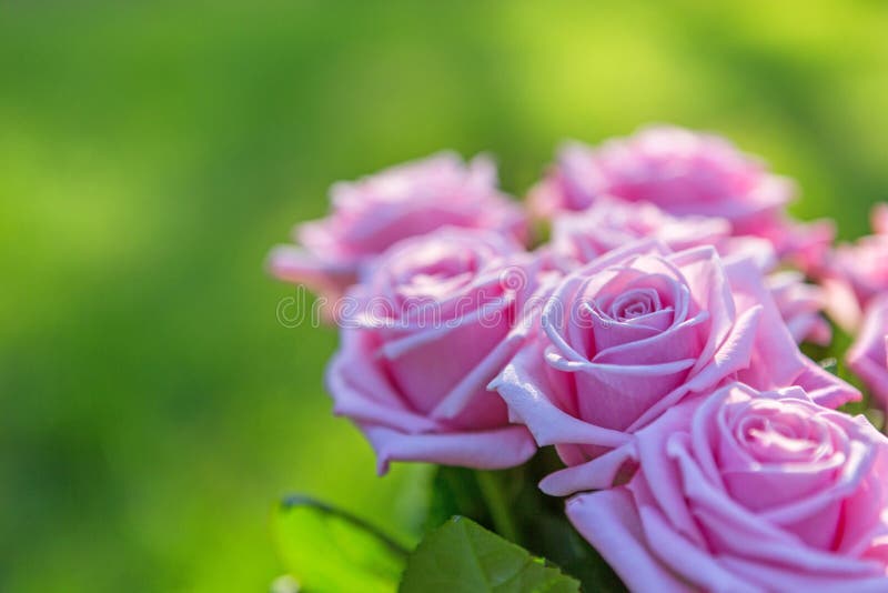 Rosas rosadas imagen de archivo libre de regalías Rosas rosadas imagen de archivo libre de regalías