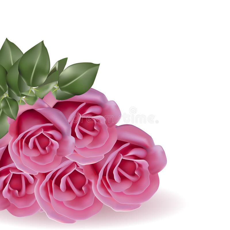 Rosas rosadas del ramo en el fondo blanco ilustración del vector Rosas rosadas del ramo en el fondo blanco ilustración del vector