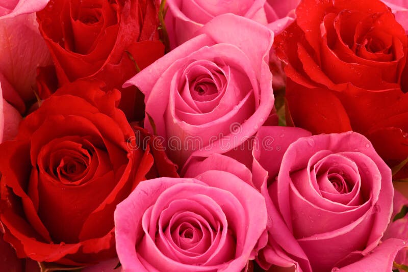 Rosas rosadas y rojas