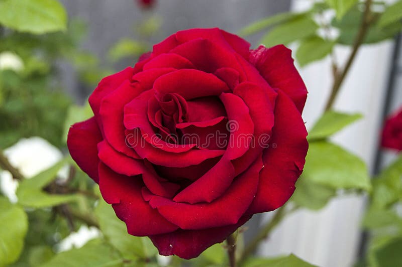 Rosas, Rosas Do Símbolo Do Amor, Rosas Vermelhas Para O Dia Dos Amantes, Rosas  Naturais No Jardim, Rosas, Rosas Para O Dia Do Amo Imagem de Stock - Imagem  de galinha, mosca:
