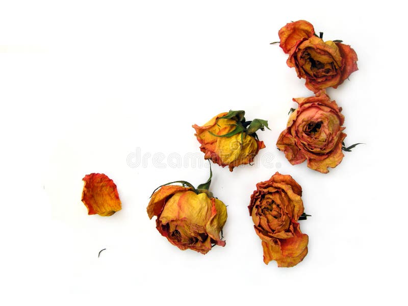 Rosas secas 51 dispersadas imagens de stock Rosas secas 51 dispersadas imagens de stock