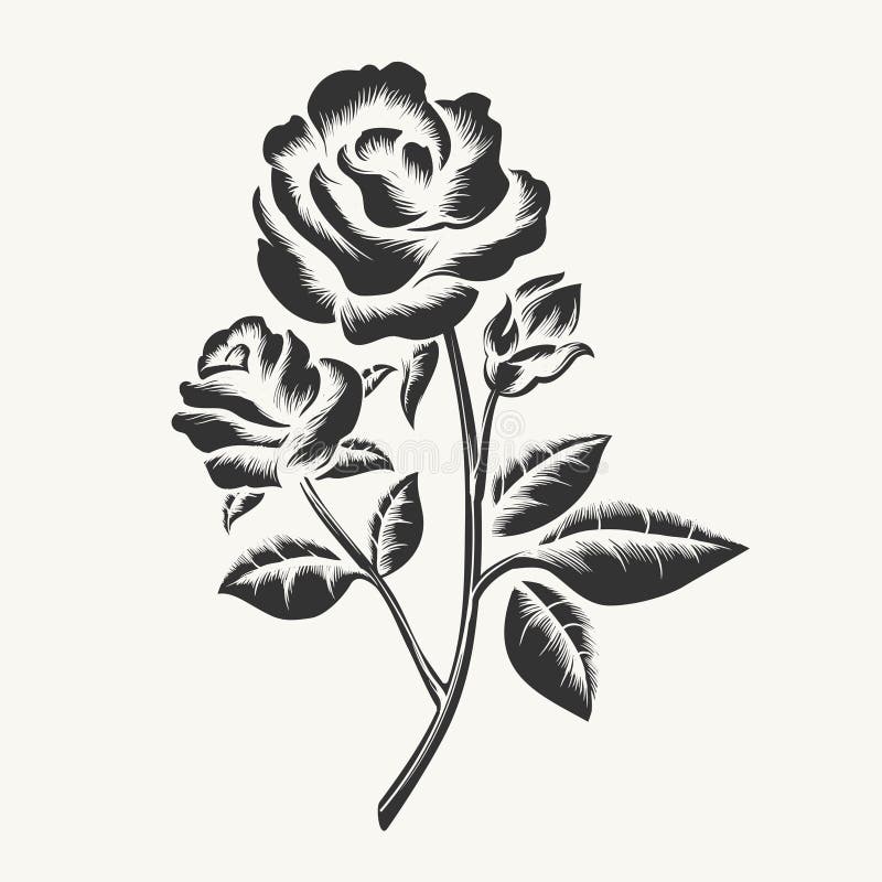 Rosas tiradas da mão preta que gravam ilustração stock Rosas tiradas da mão preta que gravam ilustração stock