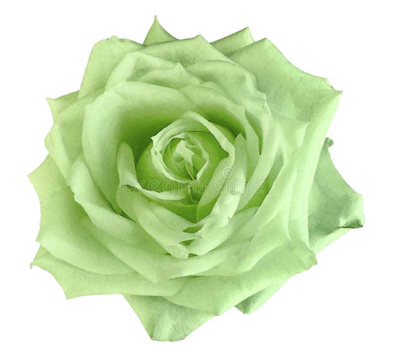 Rosas verdes de la flor de la acuarela aisladas en un primer plano del fondo blanco para el diseño Stock Image - Image of green, nature: 126426339