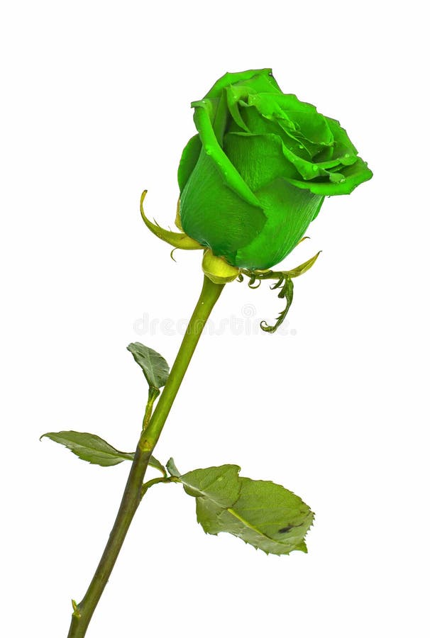 Rosas Verdes En Colores De Fondo Aislados Sin El Fondo, Rosa Jugosa  Brillante, Imagen de archivo - Imagen de regalo, aroma: 110508573