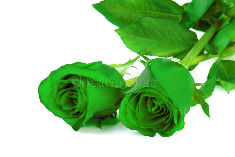 Rosas Verdes En El Fondo Blanco Foto de archivo - Imagen de fondo,  aniversario: 44363242