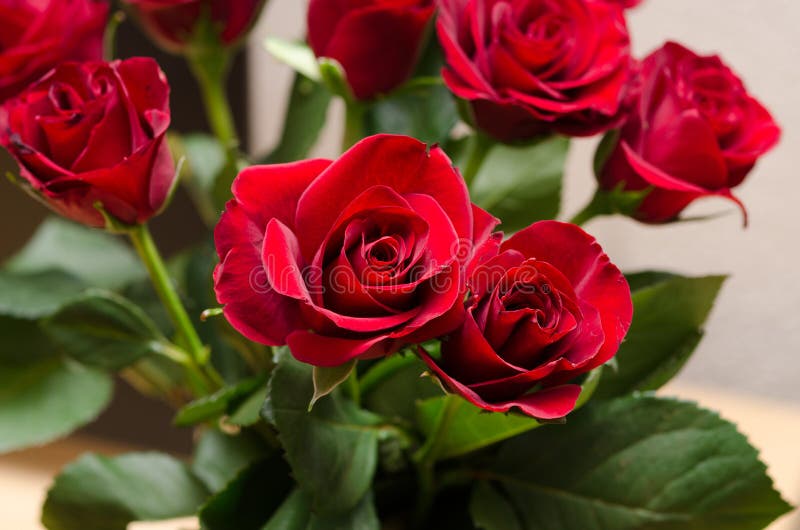 Rosas vermelhas imagens de stock royalty free Rosas vermelhas imagens de stock royalty free