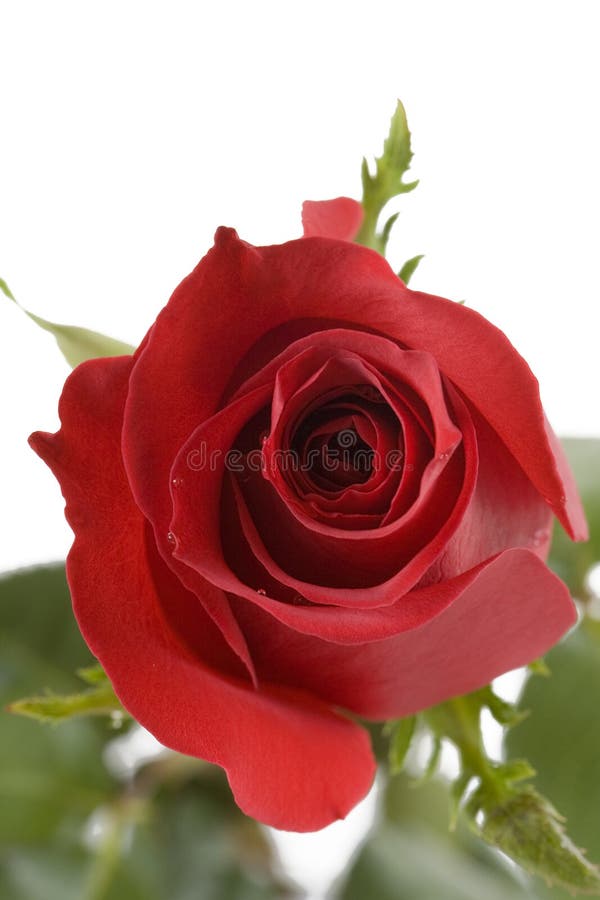 Rosas vermelhas imagem de stock Rosas vermelhas imagem de stock