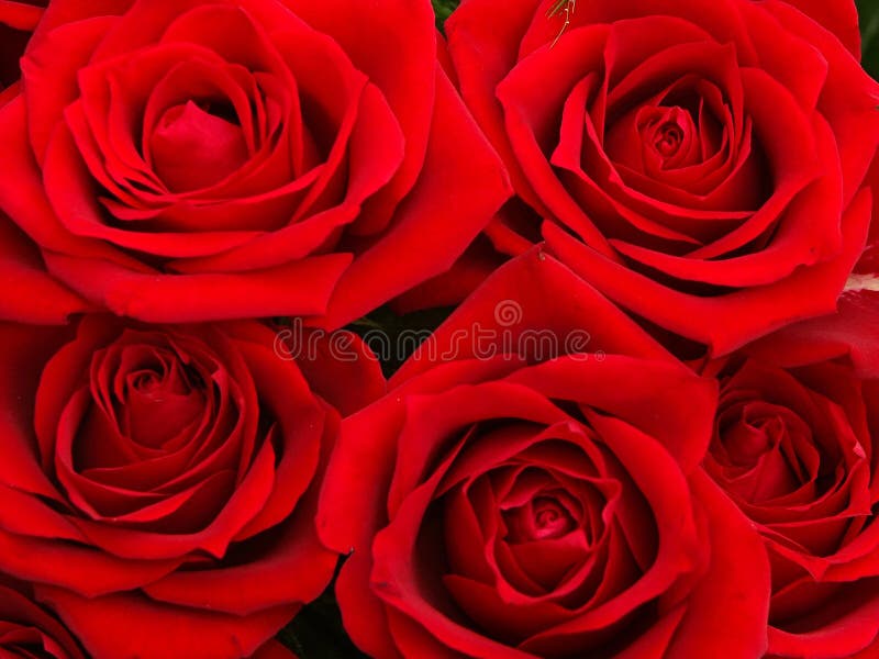 Rosas vermelhas Rosas vermelhas