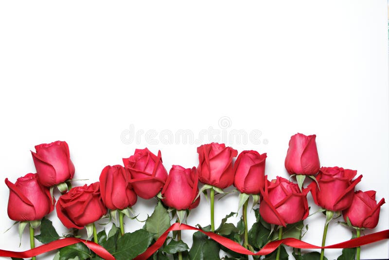 Rosas vermelhas com a fita no fundo branco O dia de Valentim, o aniversário e o fundo das felicitações