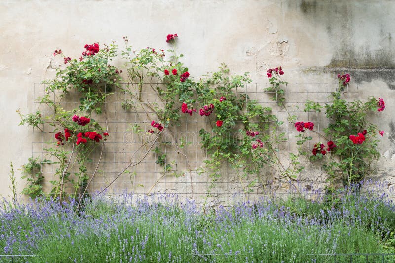 Climbing red roses on a frame on a stone wall and blooming bush. Climbing red roses on a frame on a stone wall and blooming bush.