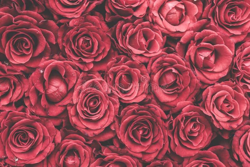 Featured image of post Fotos De Rosas Vermelhas Para Papel De Parede Transforme sua decora o de interiores com