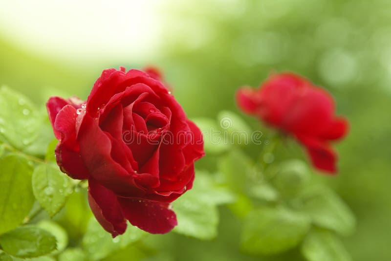Rosas vermelhas naturais foto de stock. Imagem de rosas - 20167630