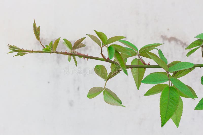 Roses, vines and leaves on top of it green background with white wall. Roses, vines and leaves on top of it green background with white wall.