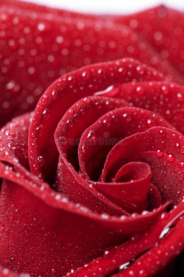 Close up di una rosa con la rugiada.
