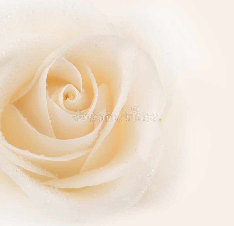 Rose imagenes de archivo Rose imagenes de archivo